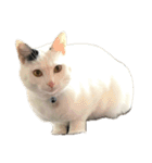 自宅の猫ミーム(冬)（個別スタンプ：40）