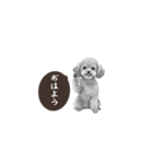 トイプー「1年中使えるスタンプ」白黒（個別スタンプ：1）