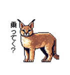 やせい！ドットカラカル（個別スタンプ：14）