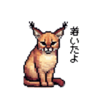 やせい！ドットカラカル（個別スタンプ：17）
