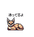 やせい！ドットカラカル（個別スタンプ：18）