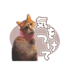 【実写】靴下をはいた猫 レンさん（個別スタンプ：7）