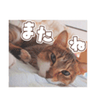 【実写】靴下をはいた猫 レンさん（個別スタンプ：8）