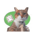 【実写】靴下をはいた猫 レンさん（個別スタンプ：14）