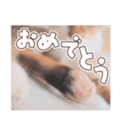 【実写】靴下をはいた猫 レンさん（個別スタンプ：16）