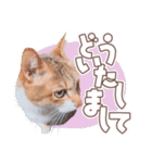 【実写】靴下をはいた猫 レンさん（個別スタンプ：17）