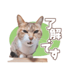 【実写】靴下をはいた猫 レンさん（個別スタンプ：19）