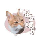 【実写】靴下をはいた猫 レンさん（個別スタンプ：26）