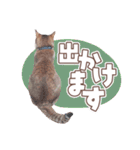 【実写】靴下をはいた猫 レンさん（個別スタンプ：31）