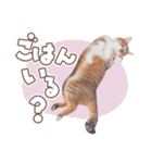 【実写】靴下をはいた猫 レンさん（個別スタンプ：32）