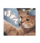 【実写】靴下をはいた猫 レンさん（個別スタンプ：34）