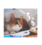 【実写】靴下をはいた猫 レンさん（個別スタンプ：38）