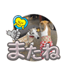 whippetおっかぁと息子さん（個別スタンプ：6）