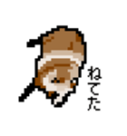 ドットのたぬき3（個別スタンプ：17）