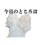 チワワの懺悔と反省（個別スタンプ：31）