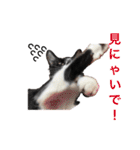 うみくんvol.1（個別スタンプ：5）