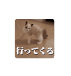 アイラの日常 Vol.3【ラグドール/猫】（個別スタンプ：15）