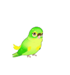 動く インコ（個別スタンプ：1）