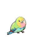 動く インコ（個別スタンプ：2）