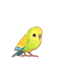 動く インコ（個別スタンプ：3）