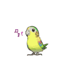 動く インコ（個別スタンプ：4）