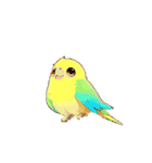 動く インコ（個別スタンプ：12）