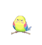 動く インコ（個別スタンプ：14）