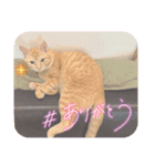 保護猫(よしむね)（個別スタンプ：2）