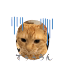 保護猫(よしむね)（個別スタンプ：3）