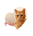 保護猫(よしむね)（個別スタンプ：4）