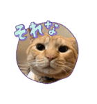 保護猫(よしむね)（個別スタンプ：5）