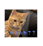 保護猫(よしむね)（個別スタンプ：6）