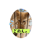 保護猫(よしむね)（個別スタンプ：7）