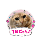 保護猫(よしむね)（個別スタンプ：8）