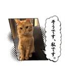 保護猫(よしむね)（個別スタンプ：9）