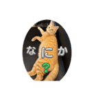 保護猫(よしむね)（個別スタンプ：10）