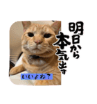 保護猫(よしむね)（個別スタンプ：11）