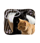 保護猫(よしむね)（個別スタンプ：12）