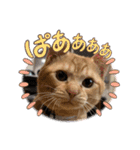 保護猫(よしむね)（個別スタンプ：13）