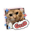 保護猫(よしむね)（個別スタンプ：14）