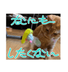 保護猫(よしむね)（個別スタンプ：15）