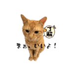 保護猫(よしむね)（個別スタンプ：16）