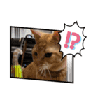 保護猫(よしむね)（個別スタンプ：19）