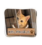 保護猫(よしむね)（個別スタンプ：21）