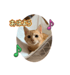 保護猫(よしむね)（個別スタンプ：22）