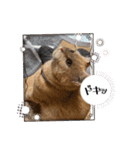 保護猫(よしむね)（個別スタンプ：23）