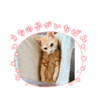 保護猫(よしむね)（個別スタンプ：24）