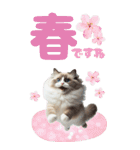BIGスタンプ ラグドール（個別スタンプ：11）