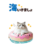 BIGスタンプ ラグドール（個別スタンプ：14）