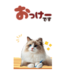 BIGスタンプ ラグドール（個別スタンプ：38）